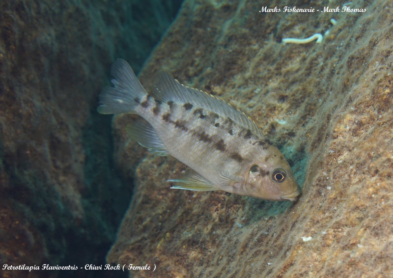 Petrotilapia flaviventris 'Chiwi Rocks'